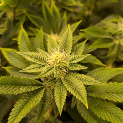 Fortune Cookie X Do-si-do #6 growlog timeline photo