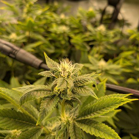 Fortune Cookie X Do-si-do #6 growlog timeline photo