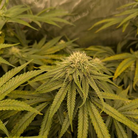 Hella Jelly #1 growlog timeline photo