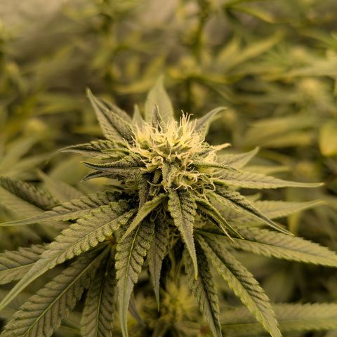 Hella Jelly #1 growlog timeline photo