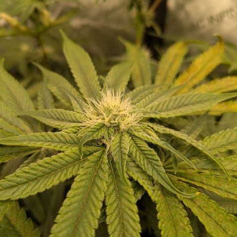 Hella Jelly #1 growlog timeline photo