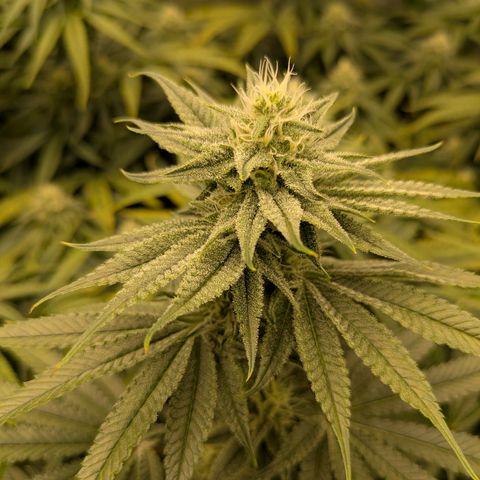 Hella Jelly #1 growlog timeline photo
