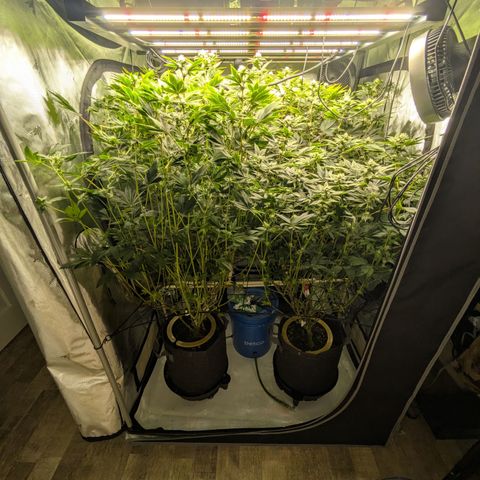 Fortune Cookie X Do-si-do #6 growlog timeline photo
