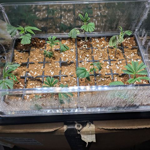 Dosido Cookies #8 growlog timeline photo