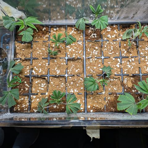 Dosido Cookies #8 growlog timeline photo