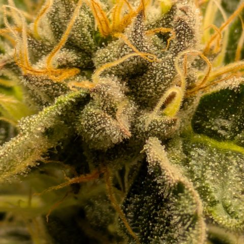 Fortune Cookie X Do-si-do #6 growlog timeline photo