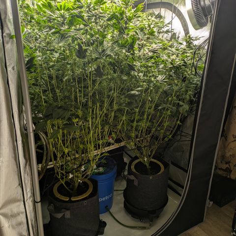 Fortune Cookie X Do-si-do #6 growlog timeline photo