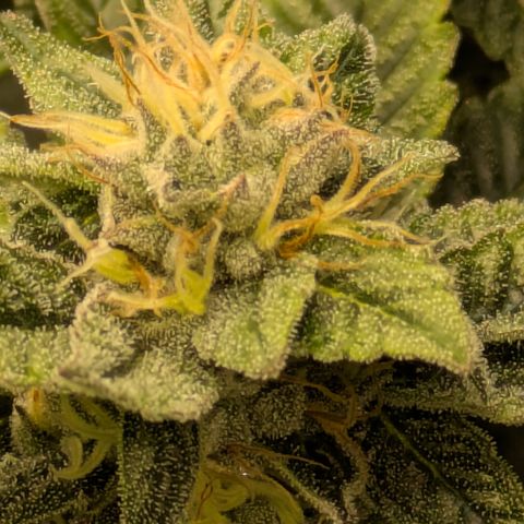 Fortune Cookie X Do-si-do #6 growlog timeline photo