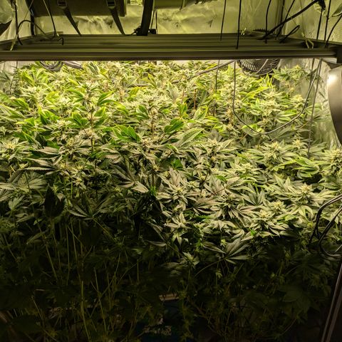 Fortune Cookie X Do-si-do #6 growlog timeline photo
