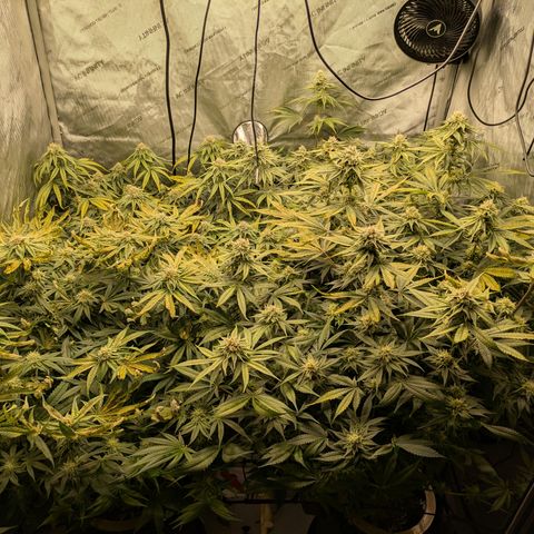 Hella Jelly #1 growlog timeline photo