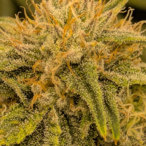Hella Jelly #1 growlog timeline photo