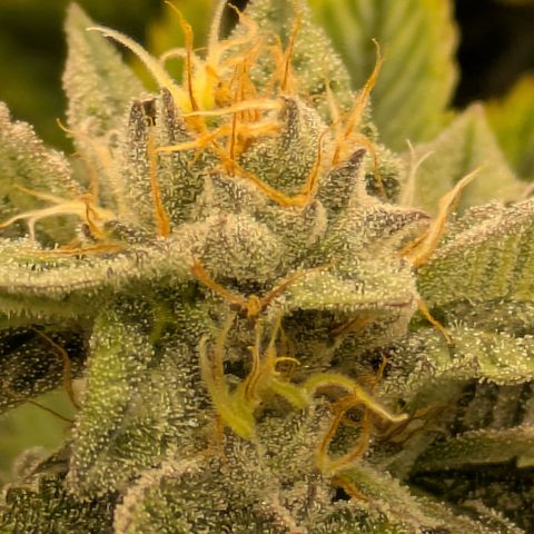 Fortune Cookie X Do-si-do #6 growlog timeline photo