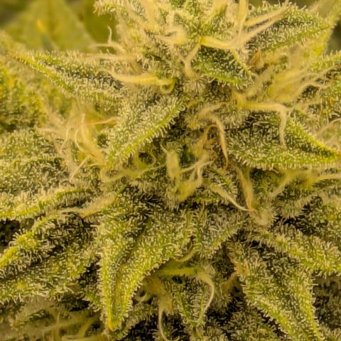 Hella Jelly #1 growlog timeline photo