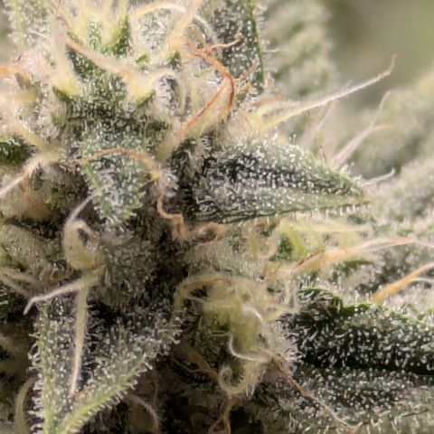 Hella Jelly #1 growlog timeline photo