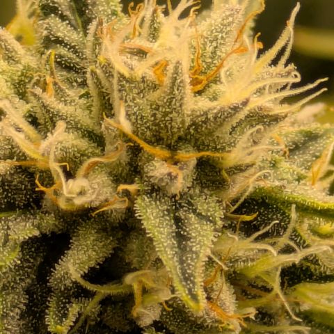 Hella Jelly #1 growlog timeline photo