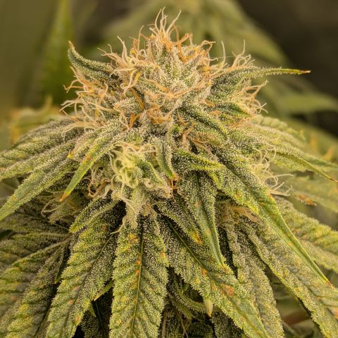 Hella Jelly #1 growlog timeline photo