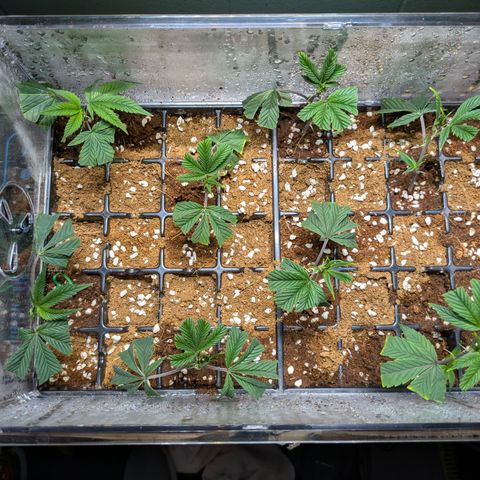 Dosido Cookies #8 growlog timeline photo