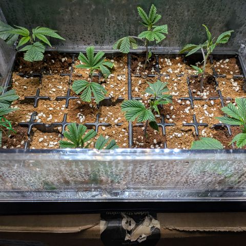 Dosido Cookies #8 growlog timeline photo