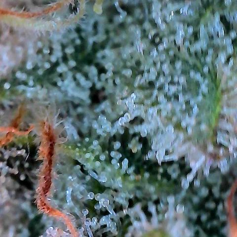 Hella Jelly #1 growlog timeline photo