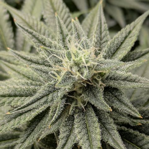Hella Jelly #1 growlog timeline photo