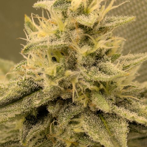Hella Jelly #1 growlog timeline photo