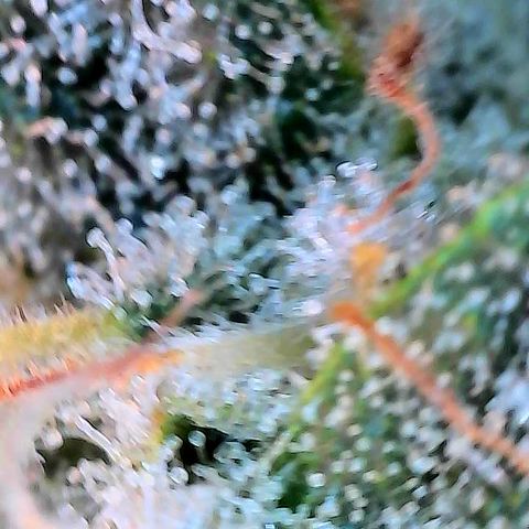 Hella Jelly #1 growlog timeline photo