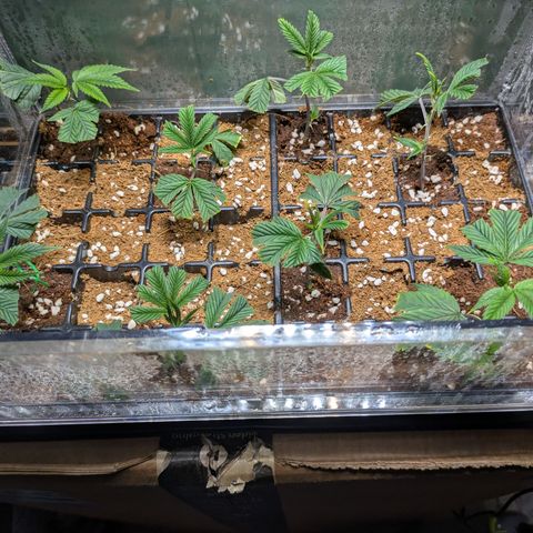 Dosido Cookies #8 growlog timeline photo