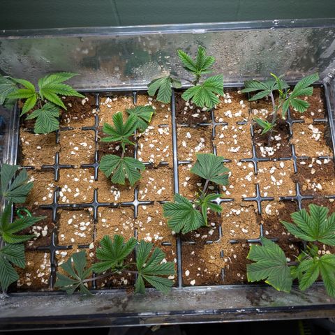 Dosido Cookies #8 growlog timeline photo