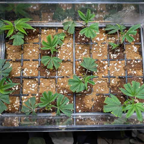 Dosido Cookies #8 growlog timeline photo