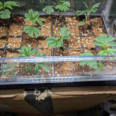 Dosido Cookies #8 growlog timeline photo