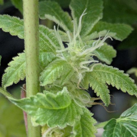Fortune Cookie X Do-si-do #6 growlog timeline photo