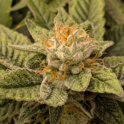 Fortune Cookie X Do-si-do #6 growlog timeline photo
