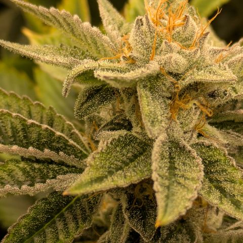 Fortune Cookie X Do-si-do #6 growlog timeline photo