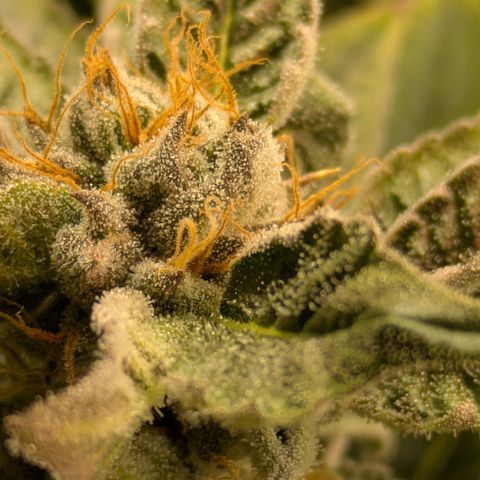Fortune Cookie X Do-si-do #6 growlog timeline photo