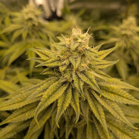Hella Jelly #1 growlog timeline photo