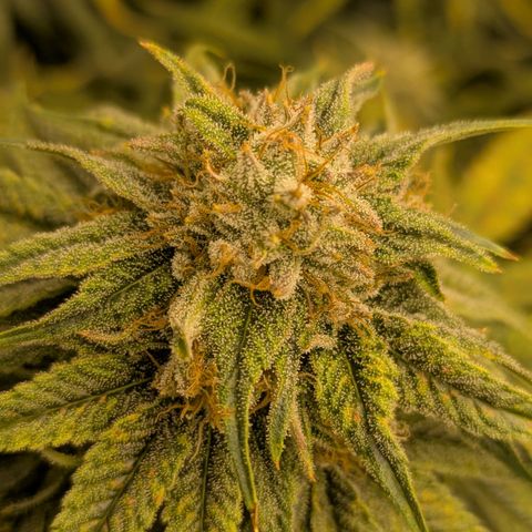 Hella Jelly #1 growlog timeline photo