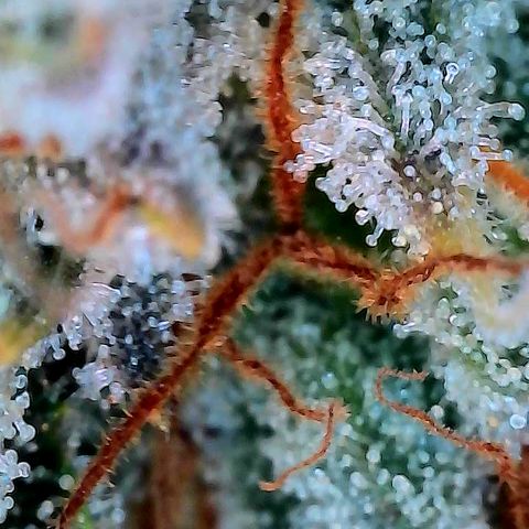 Hella Jelly #1 growlog timeline photo