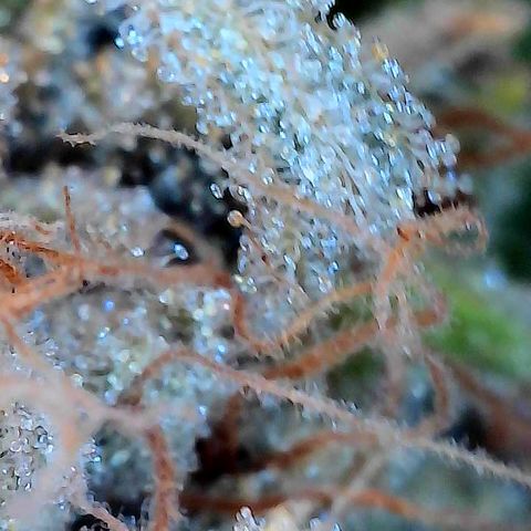 Hella Jelly #1 growlog timeline photo