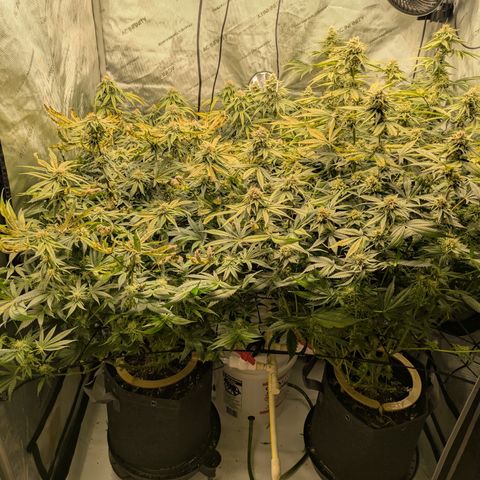 Hella Jelly #1 growlog timeline photo