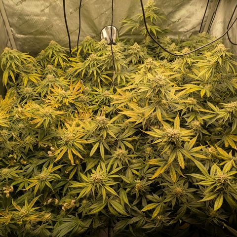 Hella Jelly #1 growlog timeline photo