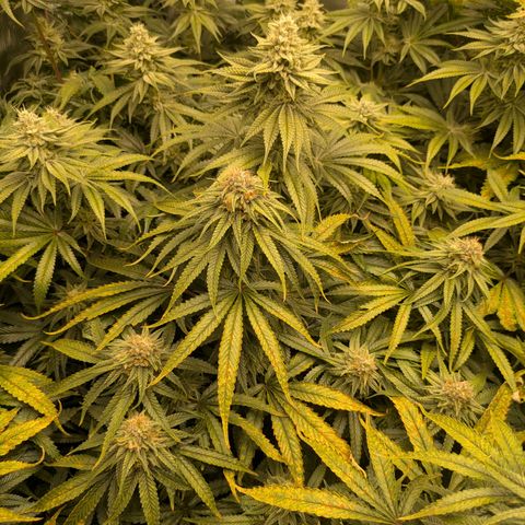 Hella Jelly #1 growlog timeline photo