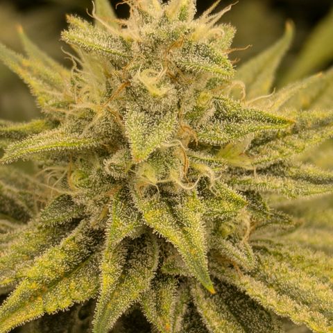 Hella Jelly #1 growlog timeline photo