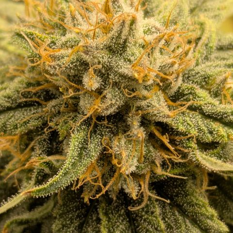 Hella Jelly #1 growlog timeline photo