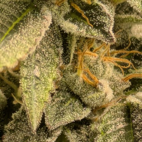 Fortune Cookie X Do-si-do #6 growlog timeline photo