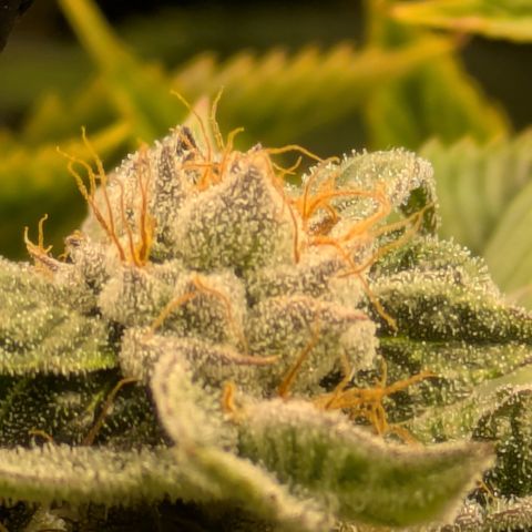 Fortune Cookie X Do-si-do #6 growlog timeline photo