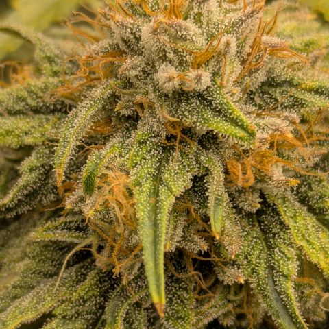 Hella Jelly #1 growlog timeline photo