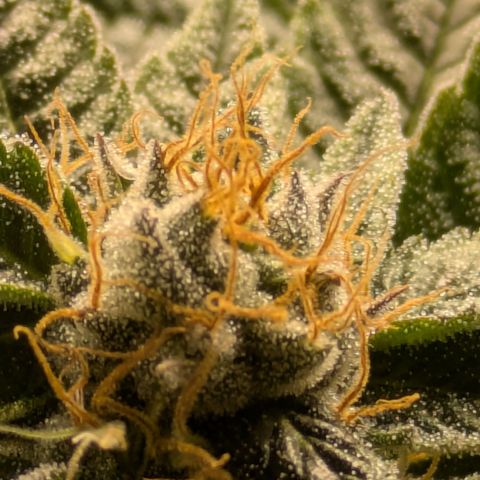 Fortune Cookie X Do-si-do #6 growlog timeline photo
