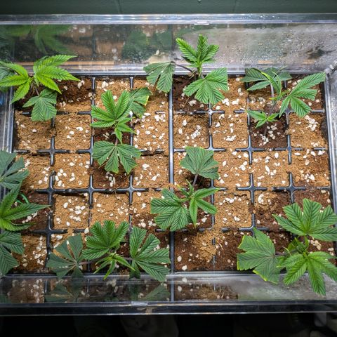 Dosido Cookies #8 growlog timeline photo