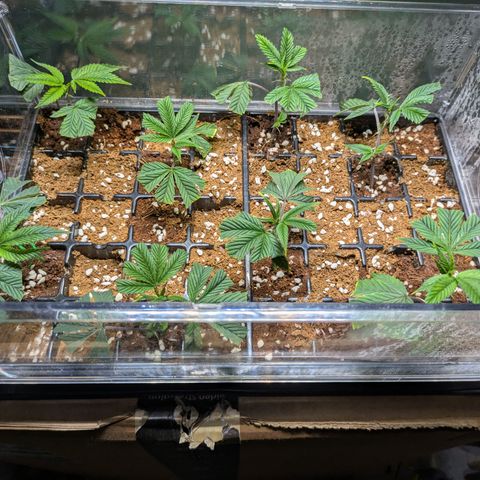 Dosido Cookies #8 growlog timeline photo