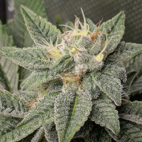 Fortune Cookie X Do-si-do #6 growlog timeline photo
